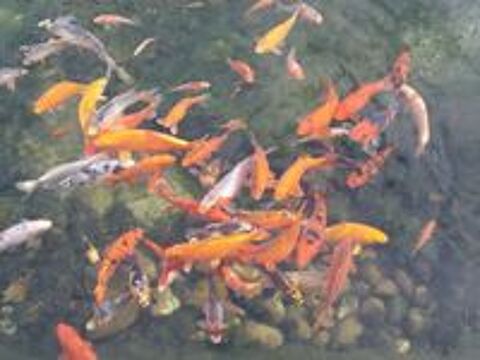   CARPE KOI 