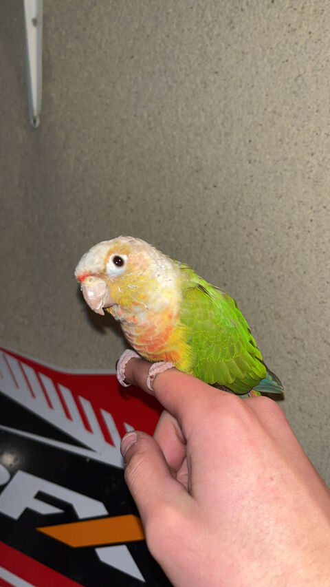 Conure eam 80290 Poix-de-picardie