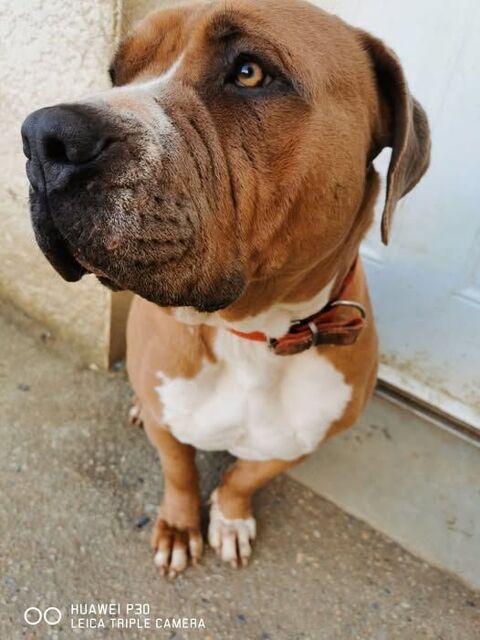 Chien GAIA à l adoption 250 26330 Chteauneuf-de-galaure
