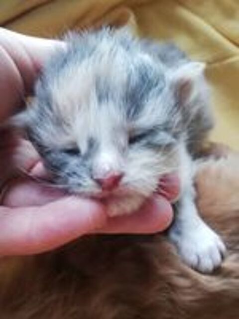   Chaton Maine Coon LOOF 