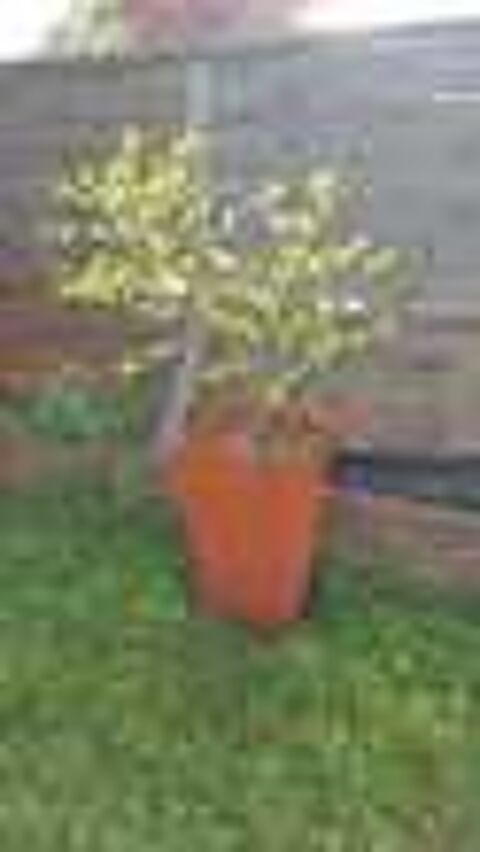 Grand pot styl&eacute; orange + arbre fruitier N&deg; 1186 Jardin