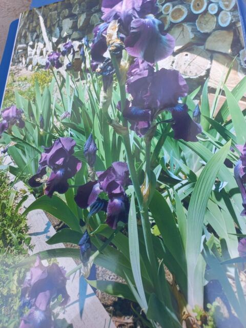Plants d'iris de jardin en pot grand violet 5 Mertzwiller (67)