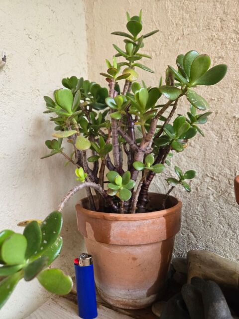 Arbre de jade crassula Allex (26)