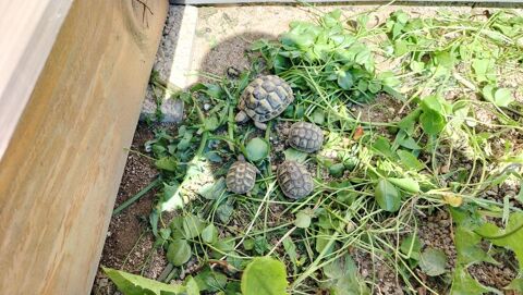 Tortues de terre 60 38150 Salaise-sur-sanne