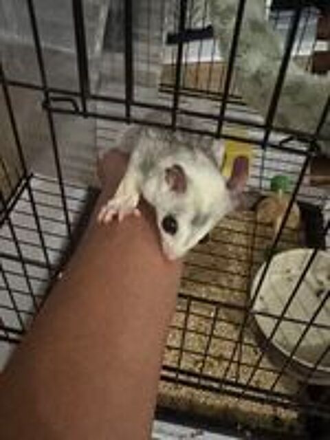   2 sugar glider (phallanger) avec cage etc 