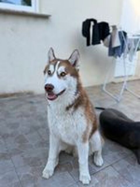   Husky mâle  