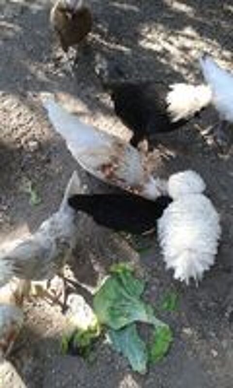   coq padou 