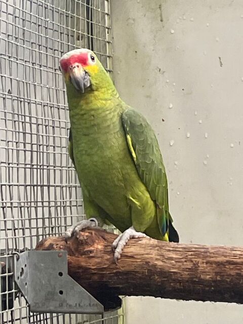 Amazone à joues jaunes  750 64210 Arbonne