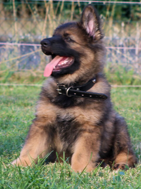 Disponible 3 chiots mâles ALTDEUTSCHE SCHÂFERHUNDE 1450 81800 Rabastens