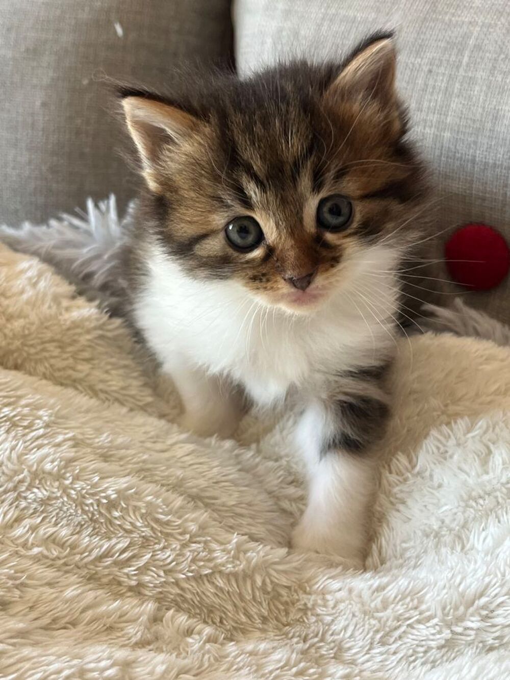   Châtrons, mère croisée Maine coon 