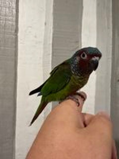   Conure Emma mâle 2026  