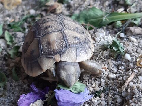  Petite tortue de terre 40 17530 Arvert