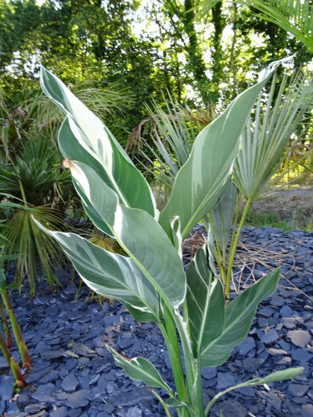 Cannas stuttgart &eacute;change Jardin