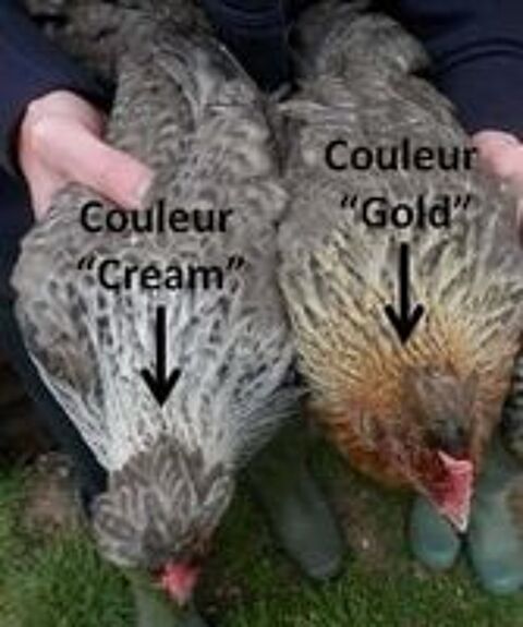   Oeuf f�cond�s bleu race cream legbar  