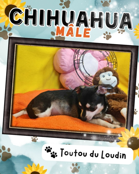 Chiot chihuahua m&acirc;le poils courts 500 18140 Pr�cy