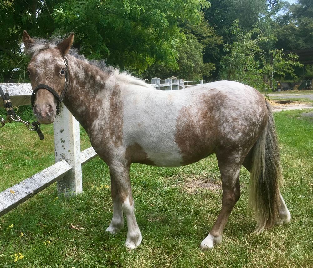   Cheval miniature Amha  