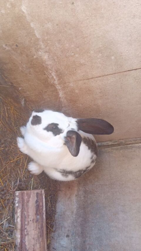 Lapine 30 19400 Argentat