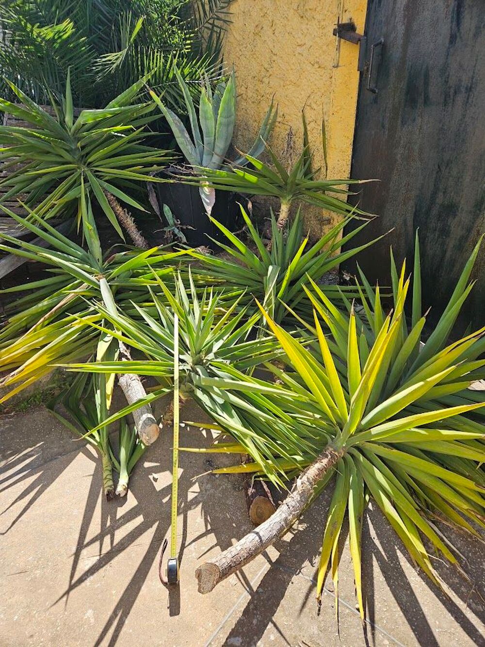 Pousse yuccas Jardin