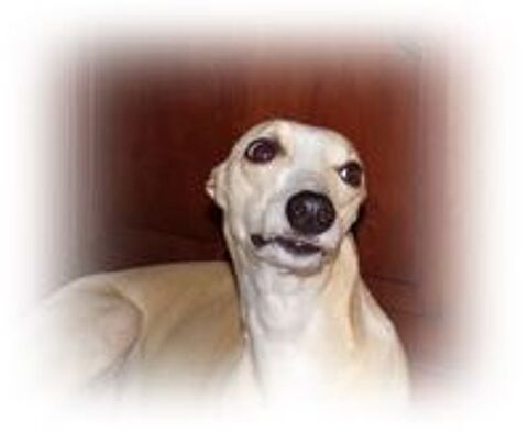   Arlen, chien Lévrier Whippet, disponible pour saillie 