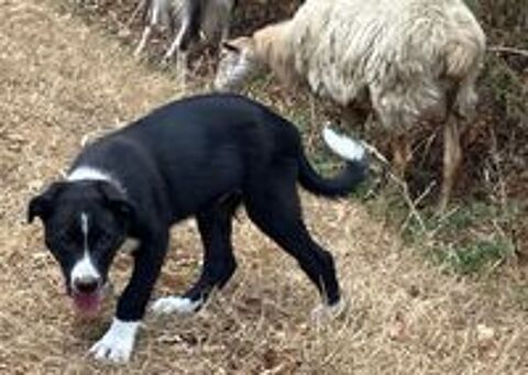   chiot Border Collie souche travail 