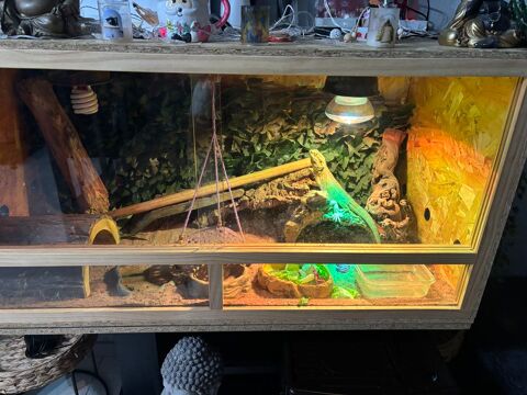 Couple pogona 300 59200 Tourcoing