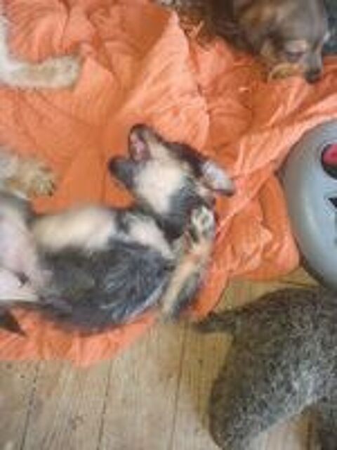   Chiots de type caniche york 