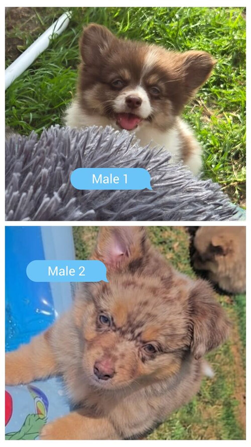   Pomchi mâle poils longs 2 mois 