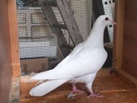   JEUNES PIGEONS TYPE VOYAGEUR BLANCS PUR 