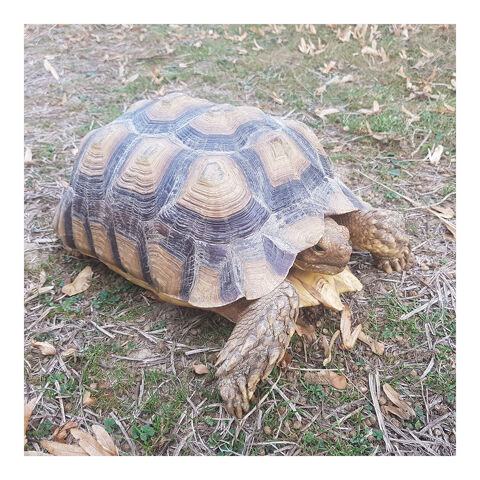Tortue Sillonnée "Sulcata" - Mâle de 33 cm - N°575 1800 35136 Saint-jacques-de-la-lande