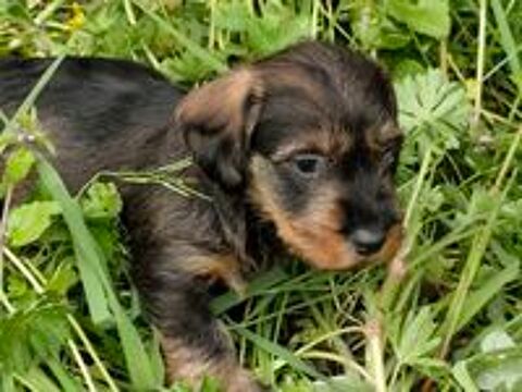   CHIOT TECKEL NAIN POILS DURS 