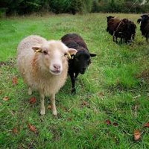   Mouton ouessant femelle 
