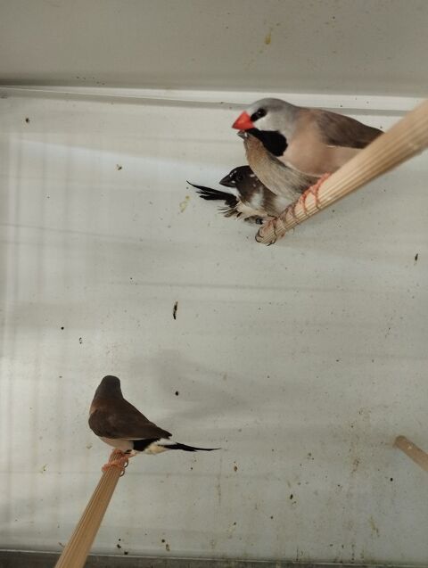 Couple de diamant longue queue de heck 30 86600 Saint-sauvant