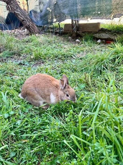 Lapin NOISETTE &agrave; l adoption 30 26790 Suze-la-rousse
