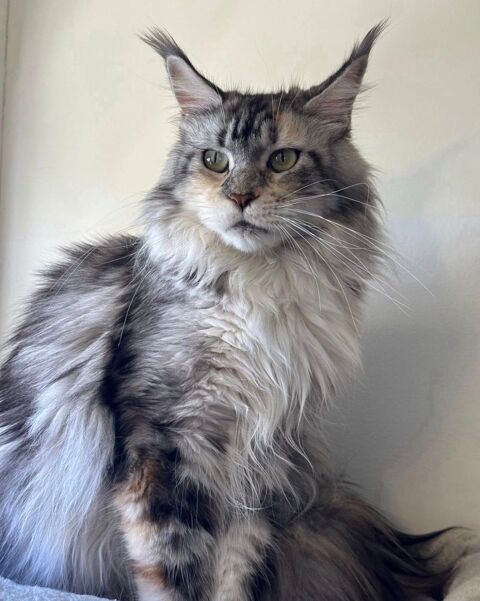 🐾✨ Maine Coon LOOF haut de gamme – Tests R.A.S 🧬 – Gros gabarit 🦁 – Disponibles 🐱💫 1490 66450 Pollestres
