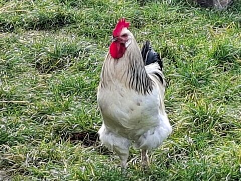 Coq disponible  avec ou sans sa poule 30 41000 Villebarou