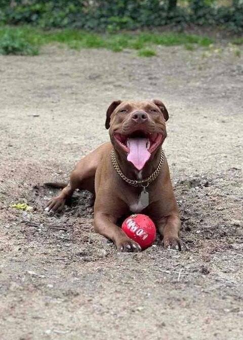 Brooklyn, femelle, Berger X Staffordshire Terrier (Décatégorisée par diagnose), née le 20/04/22 380 37000 Tours