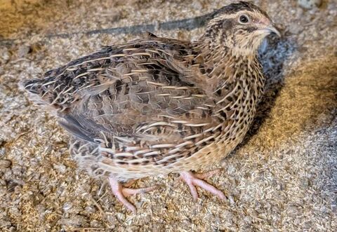 Cailles du Japon 5 71310 Serley