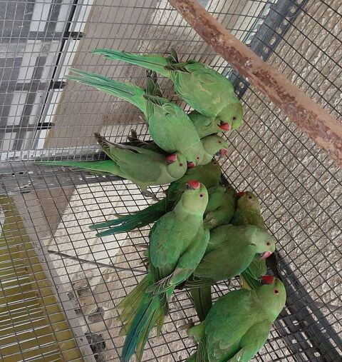 Perruches &agrave; collier 30 78420 Carri�res-sur-seine