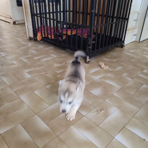 chiot husky femelle 600 10180 Saint-ly