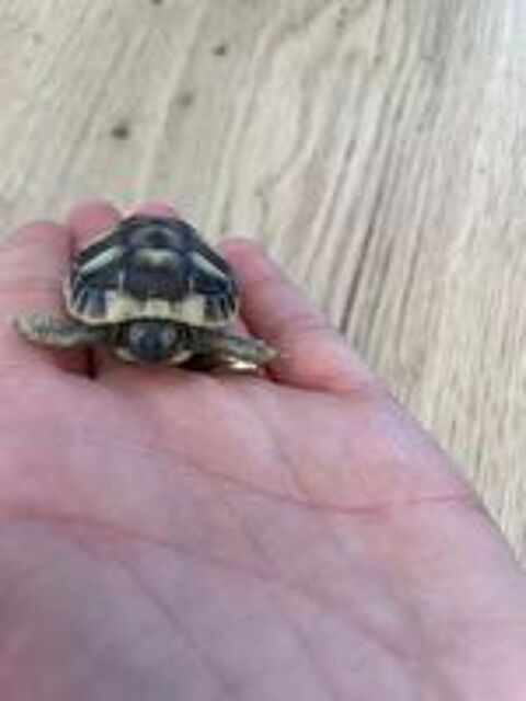   Tortue  