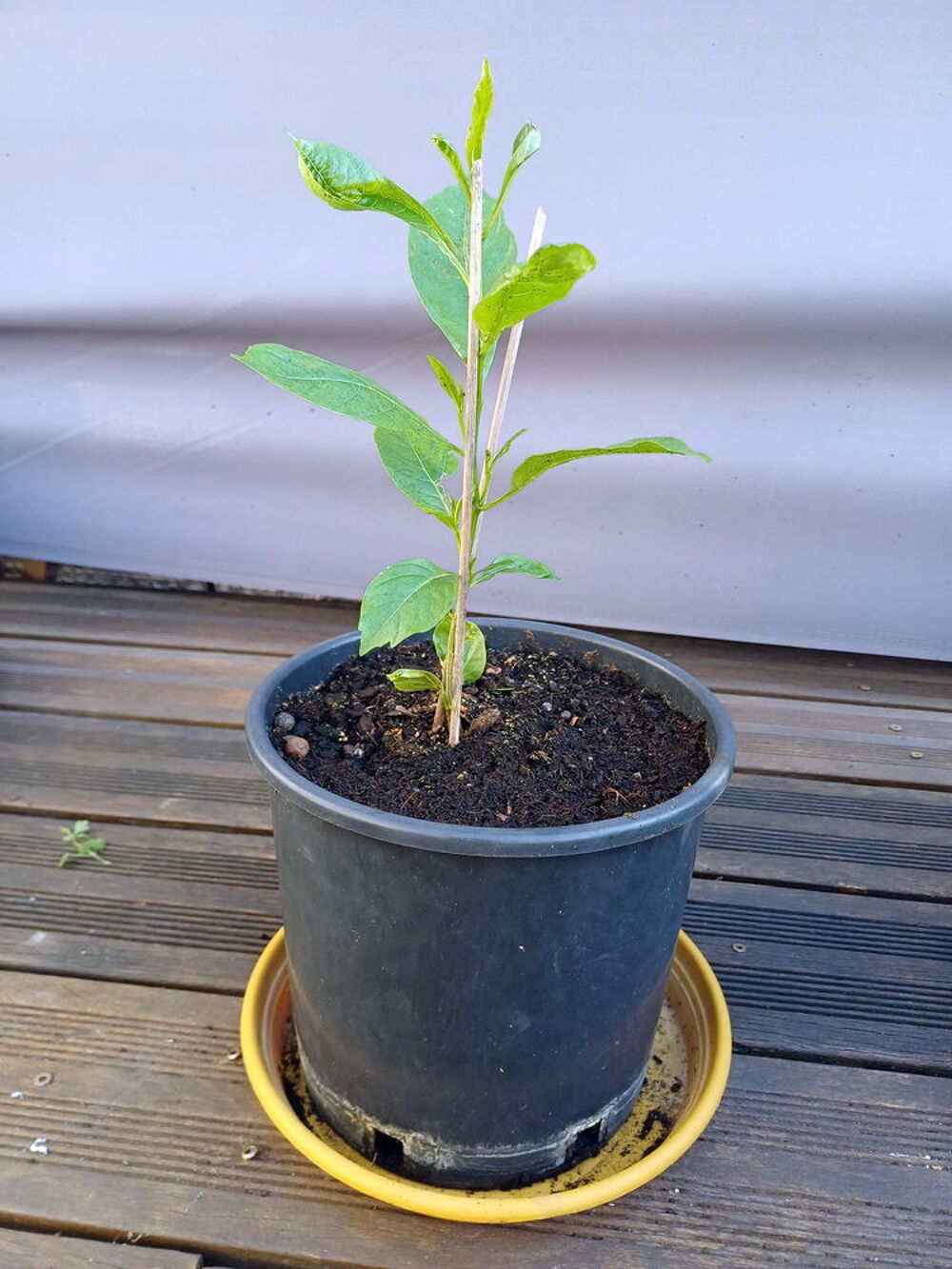 Ravissant BAOBAB hauteur 45cm Jardin