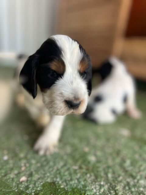 Magnifique BÉBÉS COCKER LOF 1500 30130 Saint-alexandre