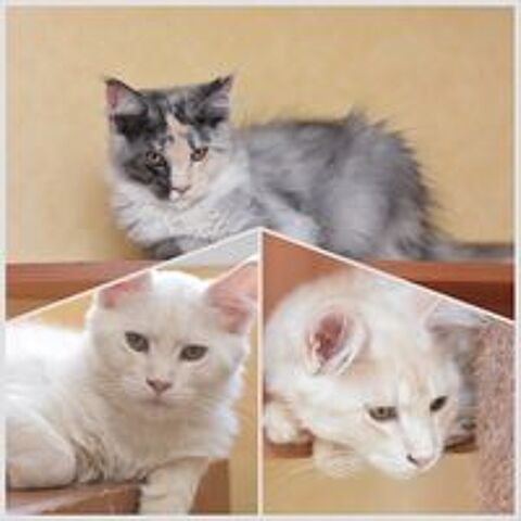   Chatons Maine Coon LOOF  