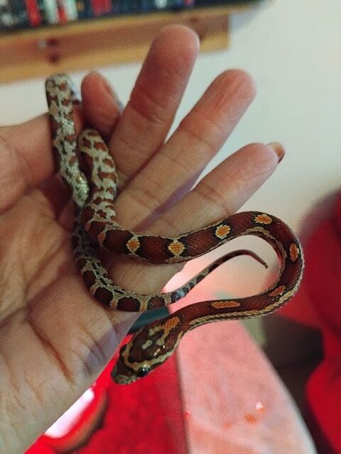 Serpent des bl&eacute; 500 55600 Montm�dy