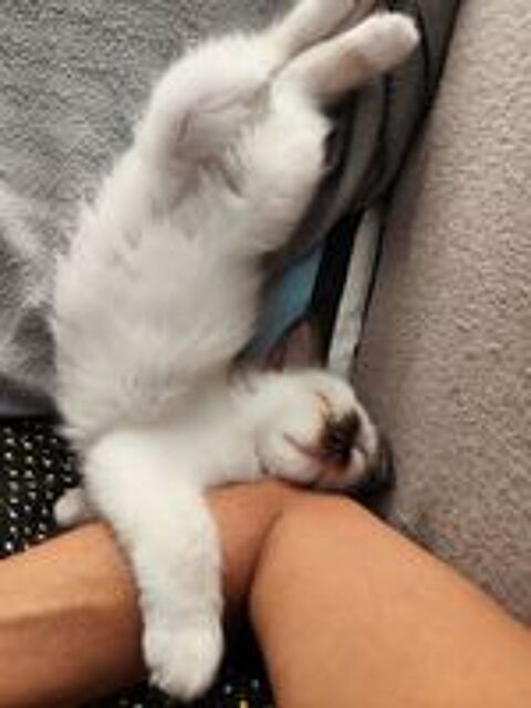   Chaton sacré de Birmanie mâle inscrit au Loof  