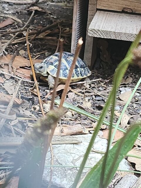 Tortue de terre 50 34400 Lunel