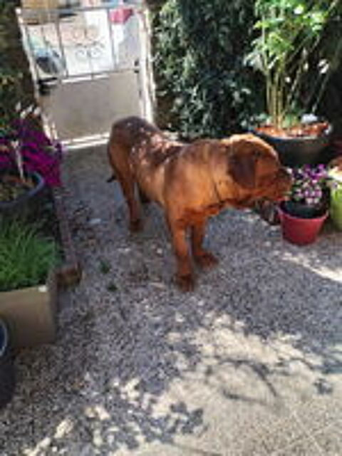   Dogue de bordeaux cause de santé des propriétai 