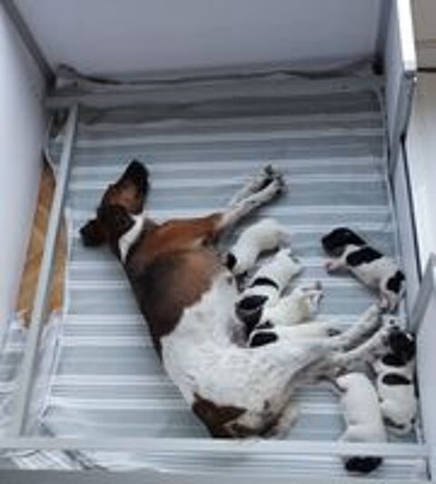   A réserver Fox Terrier poil lisse LOF 