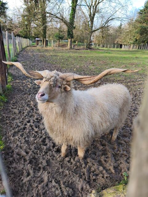B&eacute;lier race racka 160 