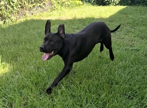 Tito, m&acirc;le crois&eacute; berger, n&eacute; le 10/02/2022 🐶 380 54000 Nancy